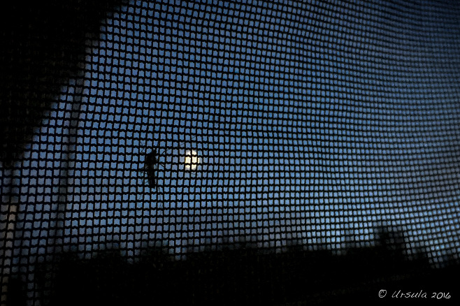 Night shot of a Mosquito on a fly screen with a full-moon behind, Buccaneer Bay, BC Canada