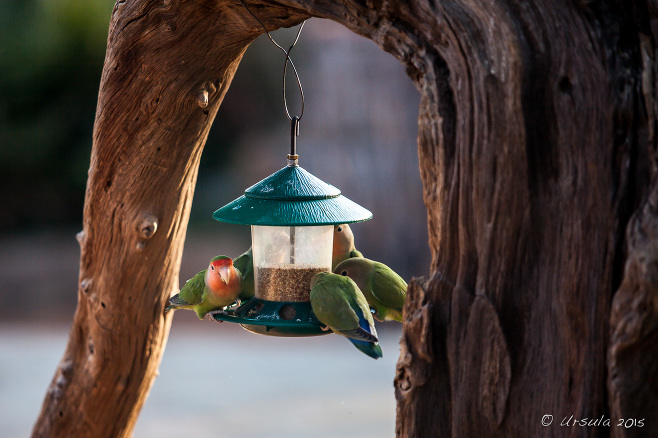 Rosy-Faced Lovebird (Agapornis roseicollis) on a bird feeder, Kamanjab Namibia