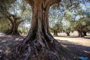 Olive tree in a Grove, Castiglione del Lago, Umbria, Italy