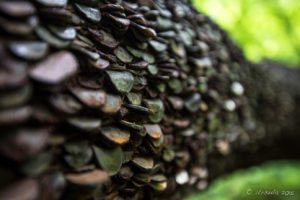 Close-up: The Money Tree Swilla Glen, Ingleton Waterfalls Trail, North Yorkshire, UK