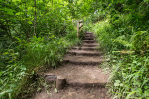 Steps in a dirt path, Swilla Glen, Ingleton Waterfalls Trail, North Yorkshire, UK