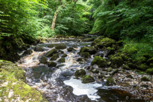 Foamy Waters on the River Twiss, Swilla Glen, Ingleton Waterfalls Trail, North Yorkshire, UK
