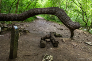 The Money Tree Swilla Glen, Ingleton Waterfalls Trail, North Yorkshire, UK