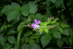 Purple wildflower, Swilla Glen, Ingleton Waterfalls Trail, North Yorkshire, UK