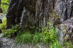 Sharp wet Rocks and Delicate green Plants, Ingleton Waterfalls Trail, North Yorkshire, UK