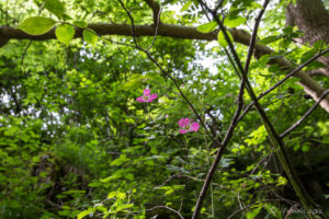 Wild Roses, Ingleton Waterfalls Trail, North Yorkshire, UK
