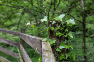 Ivy on a fencepost, Ingleton Waterfalls Trail, North Yorkshire, UK