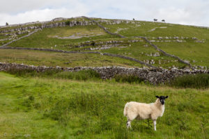 A Swaledale Sheep, hillside, Ingleton Waterfalls Trail, North Yorkshire, UK