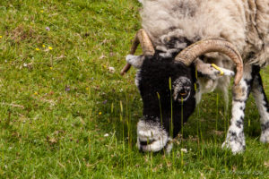 Head of a grazing Swaledale Tup, Ingleton Waterfalls Trail, North Yorkshire, UK