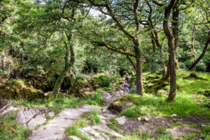 Ingleton Waterfalls Trail into the woods along the River Doe, North Yorkshire, UK