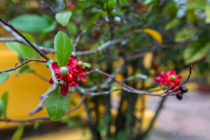 Red flowers on a Mickey Mouse Plant (Ochna Serrulata), Hoi An Vietnam