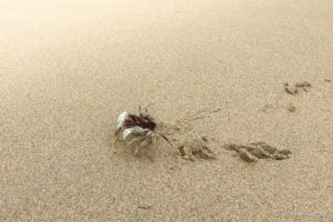 Sand Crab on yellow sand, Danang Vietnam