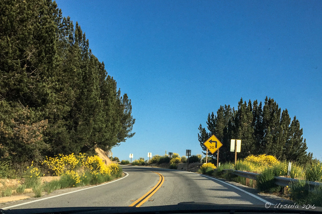 Roadway with a left-curve road sign, San Bernadino Mountains, CA USA