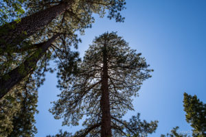 Tall Pines silhouetted against a blue sky, Castle Rock, Big Bear Mountains CA USA