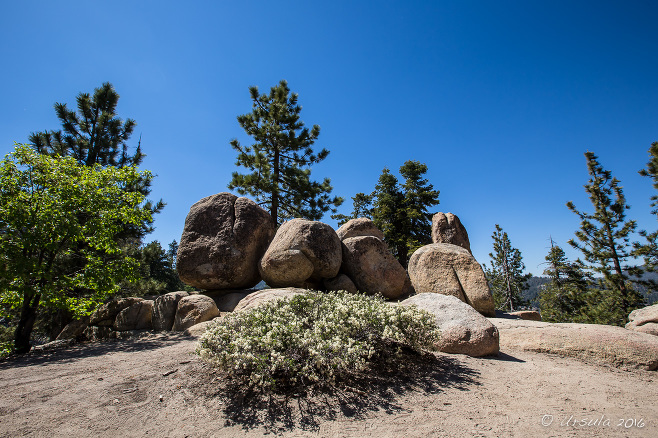 Flowers in the dry rocky terrain along the Castle Rock Trail, Big Bear Lake CA USA