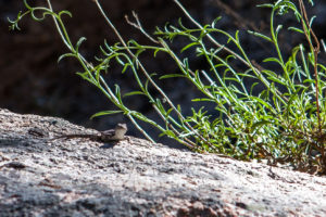 Western Fence Lizard, Big Bear Mountains CA USA