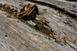 Sap on a Log, Pathway up to Castle Rock, Big Bear Mountains CA USA