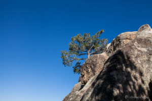 Tree on a Rock, Castle Rock, Big Bear Mountains CA USA