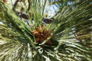 Close-up of Pine Needles, Castle Rock, Big Bear Mountains CA USA