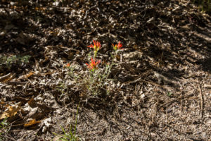Indian Paintbrush (Castilleja) Castle Rock, Big Bear Mountains CA USA