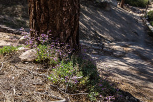 Purple Wildflowers, Castle Rock, Big Bear Mountains CA USA