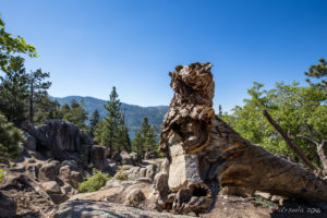 Sphinx-looking Tree stump, Castle Rock, Big Bear Mountains CA USA