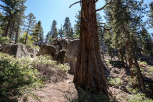 Tree Trunk, Pathway up to Castle Rock, Big Bear Mountains CA USA