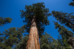 Tall Pines against a blue sky, Castle Rock, Big Bear Mountains CA USA