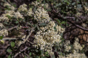 Cream Blossoms on a Bush, Pathway up to Castle Rock, Big Bear Mountains CA USA
