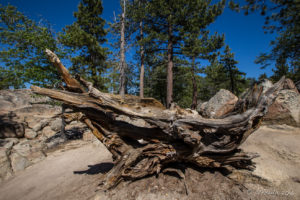 Uprooted Trees, Pathway up to Castle Rock, Big Bear Mountains CA USA