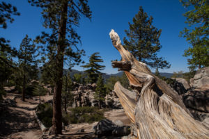 Textured Wood, Pathway up to Castle Rock, Big Bear Mountains CA USA