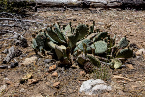 Prickly Pear on the dusty ground, Woodland Trail, San Bernardino National Forest, CA