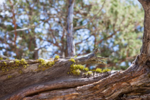 Moss on the Trees, Woodland Trail, San Bernardino National Forest, CA