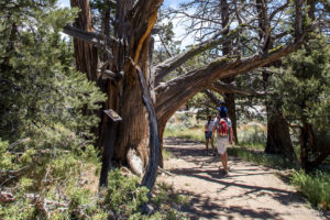Walkers on a path past Junipers, Woodland Trail, San Bernardino National Forest, CA