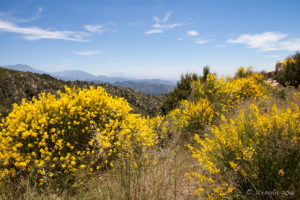 View over Yellow broom to San Bernardino Mountains, CA330, San Bernadino Co, USA