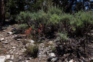 Indian Paintbrush (Castilleja), Woodland Trail, San Bernardino National Forest, CA