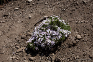 Wild Blue Phlox (Phlox Divaricata), Woodland Trail, San Bernardino National Forest, CA
