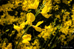 Close-up: Scotch Broom on the roadway, CA330, San Bernadino Co, USA