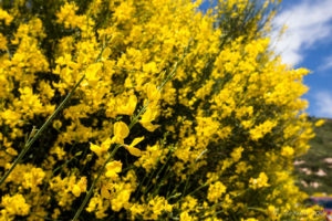 Close-up: Scotch Broom on the roadway, CA330, San Bernadino Co, USA