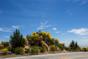 Scotch Broom on the roadway, CA330, San Bernadino Co, USA
