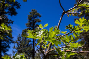 California Black Oak (Quercus Kelloggii), Woodland Trail, San Bernardino National Forest, CA