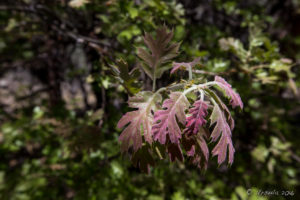 New leaves on a California Black Oak (Quercus Kelloggii), Woodland Trail, San Bernardino National Forest, CA