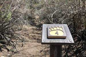 Thicket of willows and a number 4 sign, Woodland Trail, San Bernardino National Forest, CA