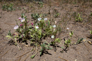 Desert Primrose (Oenothera deltoides) on the dusty ground, Woodland Trail, San Bernardino National Forest, CA