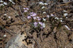 Wildflowers on the dusty ground, Woodland Trail, San Bernardino National Forest, CA