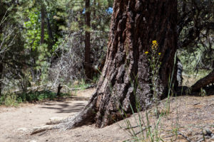 Yellow Wildflowers on the dusty ground, Woodland Trail, San Bernardino National Forest, CA