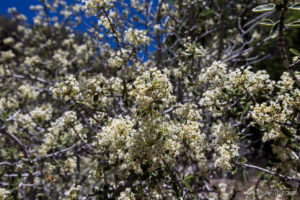 White blossoms on a tree, Woodland Trail, San Bernardino National Forest, CA