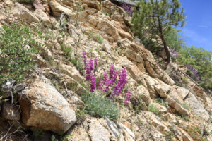 Lupins on the Roadside, Big Bear Lake, CA