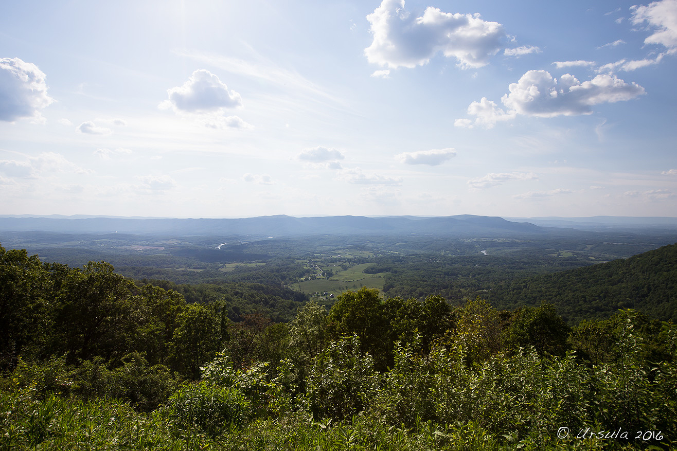 In the Virginia Woods: Skyline Drive, Shenandoah National Park, USA ...