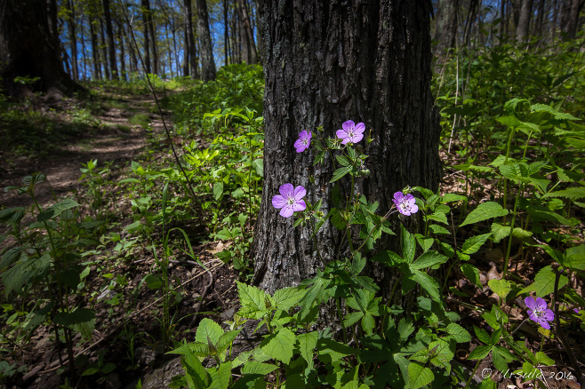 Wild Geranium - Geranium Maculatum, Ivy Creek Overlook, Shenandoah National Park VA